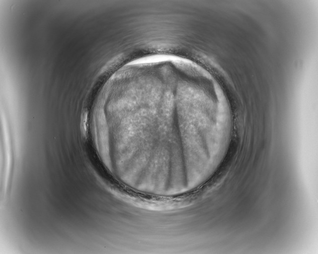 X0000084520024200703161556