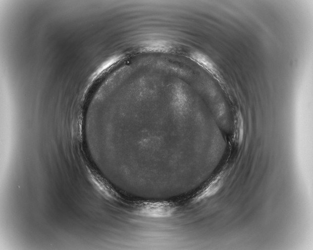 X0000084520446200703161551