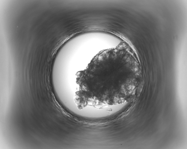 X0000084520529200703161549