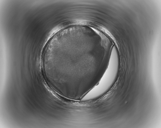 X0000084520994200703161544