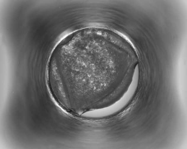 X0000084520999200703161544