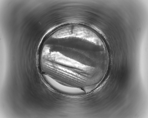 X0000084521029200703161544