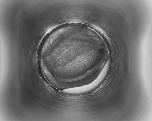 X0000084521264200703161541