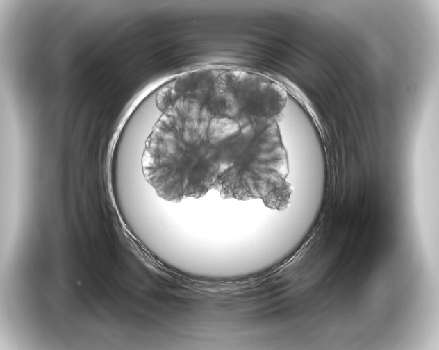 X0000084521435200703161539