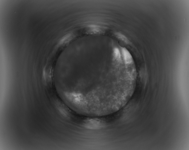 X0000084520423200703231635