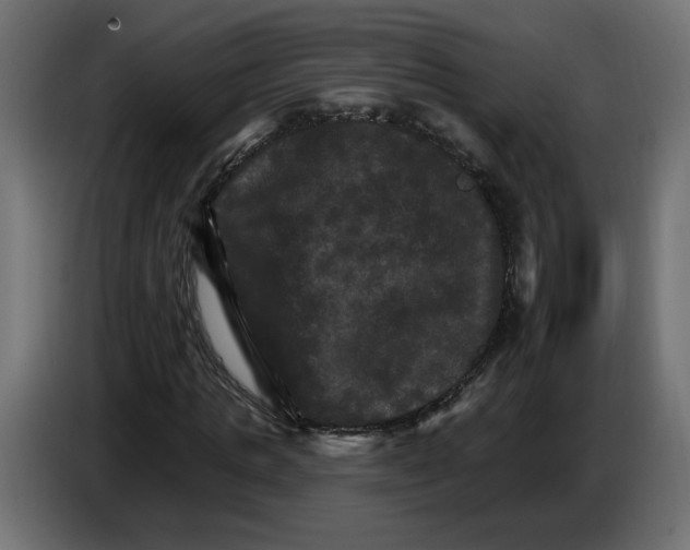 X0000084520821200703231628