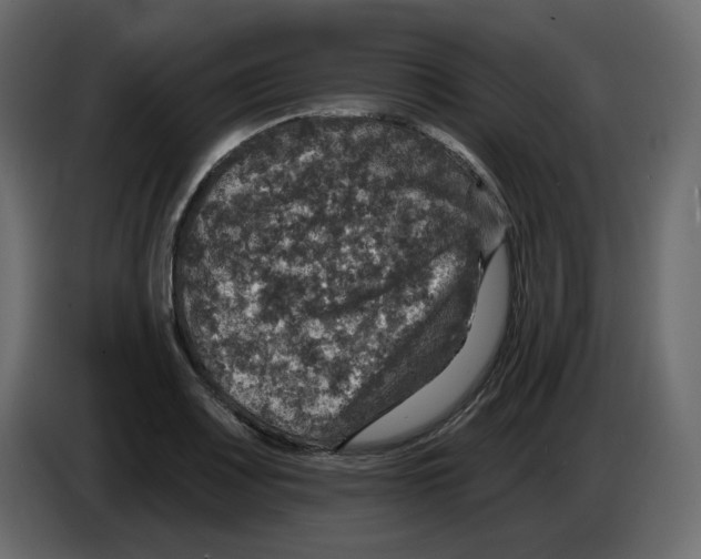 X0000084521083200703231625