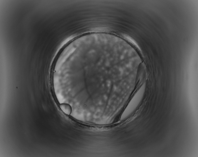 X0000084521087200703231625