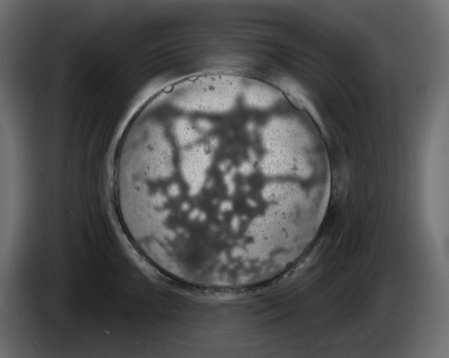X0000084521099200703231625