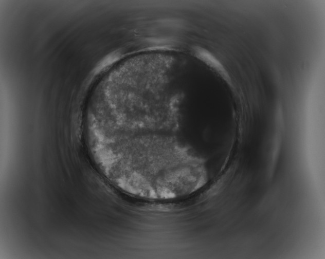 X0000084521411200703231620