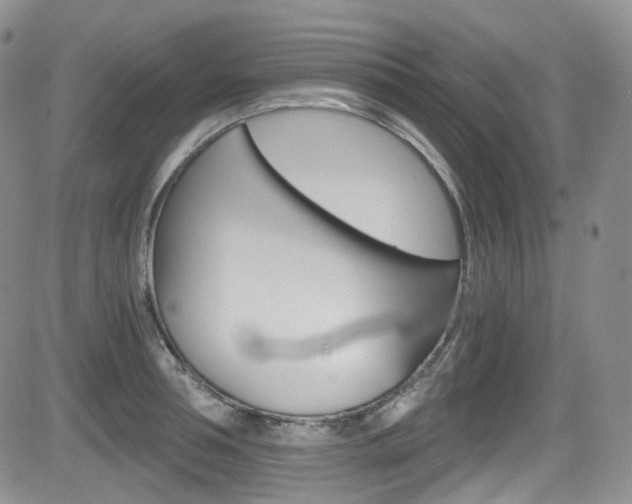 X0000084530994200702230833