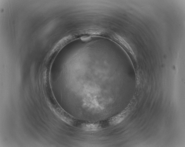 X0000084530163200702231210