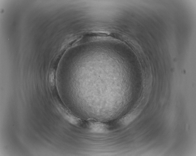 X0000084530336200702231207