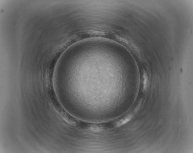 X0000084530416200702231206