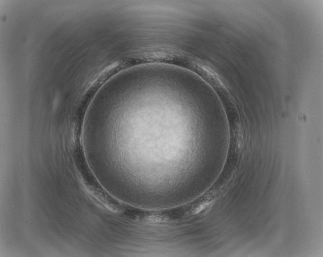 X0000084530546200702231204