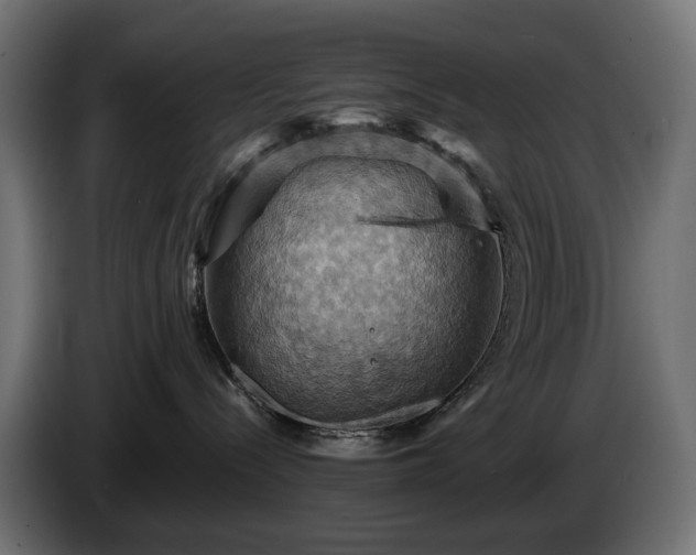 X0000084530288200703021428