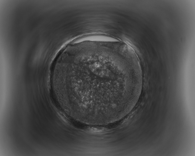 X0000084530346200703021426