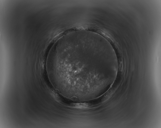 X0000084530363200703021426