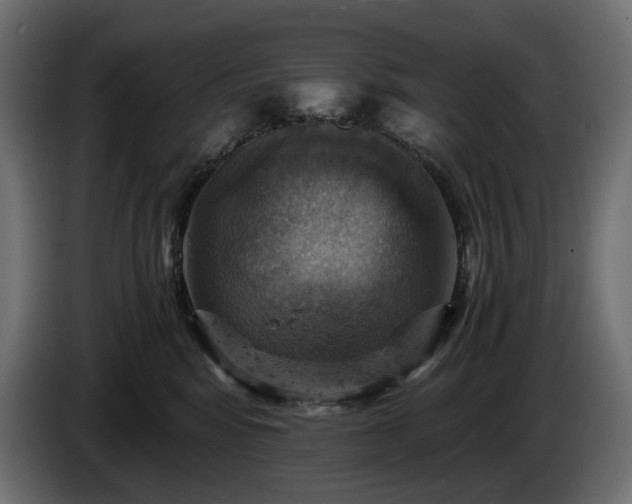 X0000084530424200703021425
