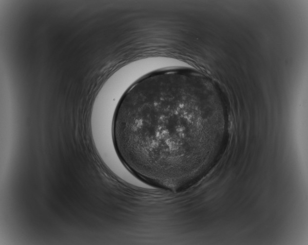 X0000084530570200703021423