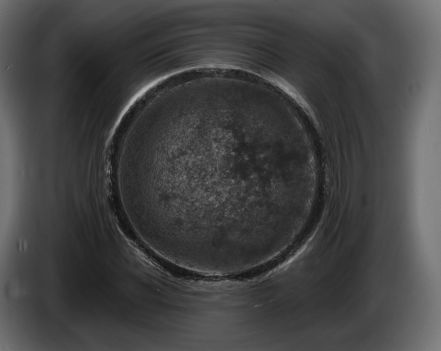 X0000084530926200703021417