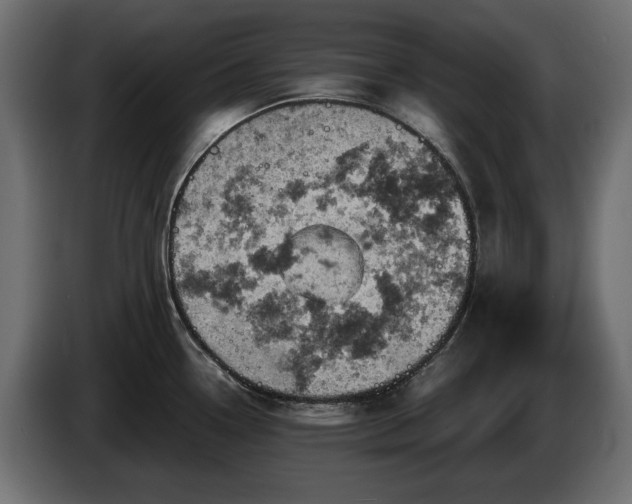 X0000084531338200703021411