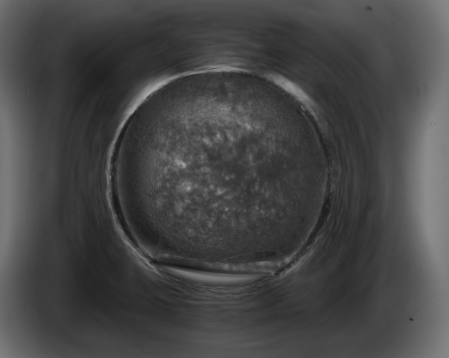X0000084531423200703021410
