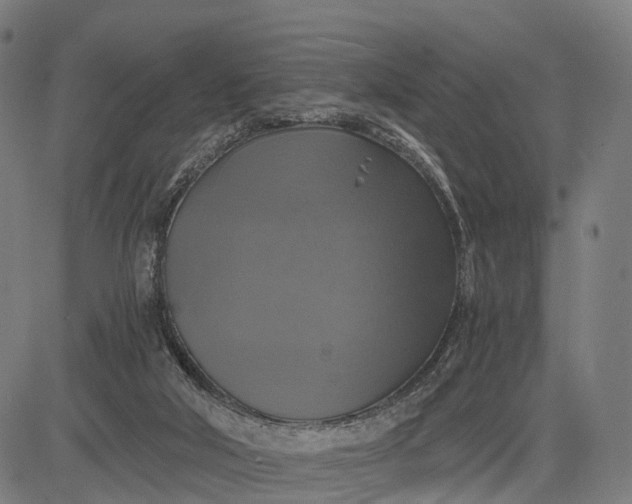 X0000084530018200703091640