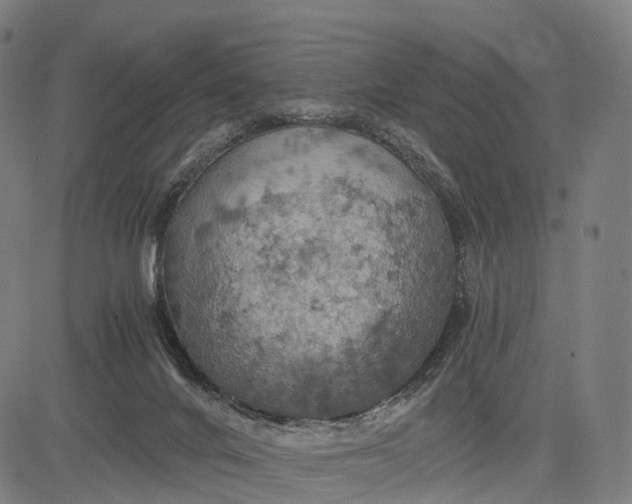 X0000084530024200703091639