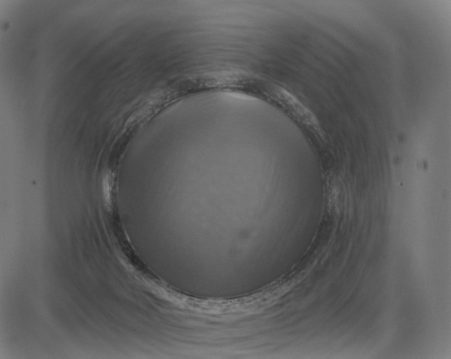 X0000084530026200703091639