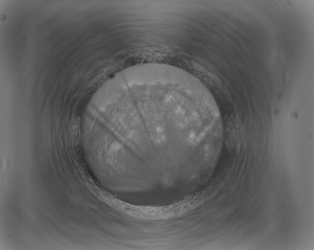 X0000084530034200703091639