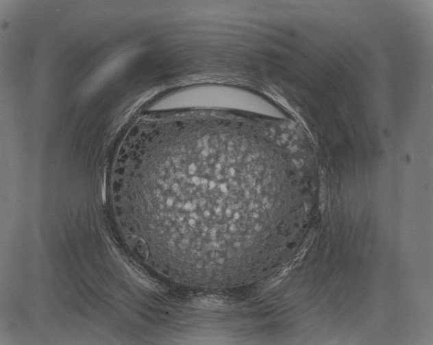 X0000084530062200703091638