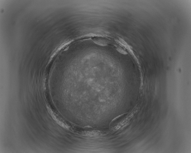 X0000084530106200703091638