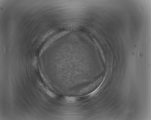 X0000084530144200703091637