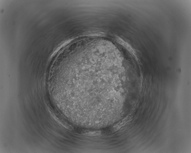 X0000084530155200703091637