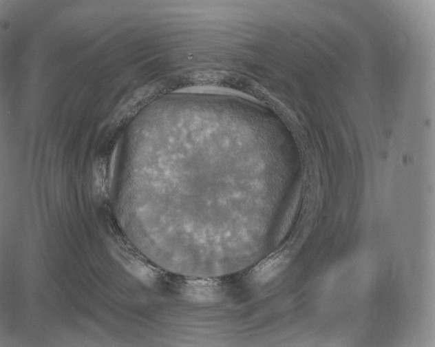 X0000084530240200703091636