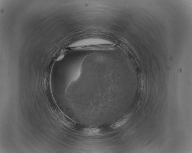 X0000084530266200703091635