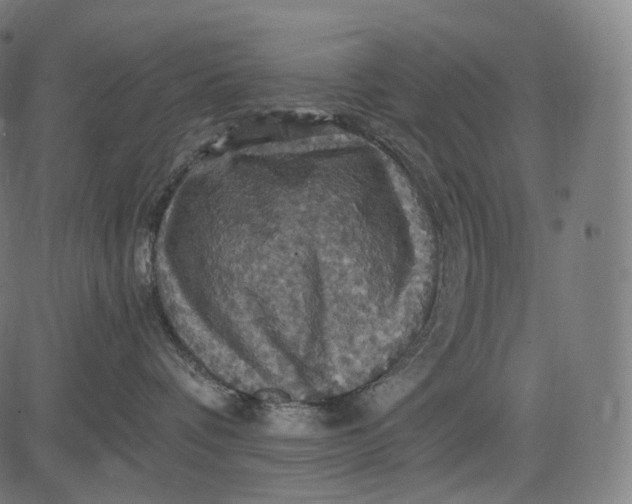 X0000084530336200703091634