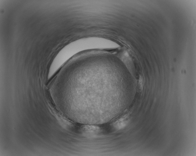 X0000084530429200703091633