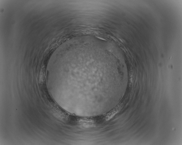 X0000084530515200703091631