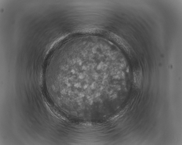 X0000084530588200703091630