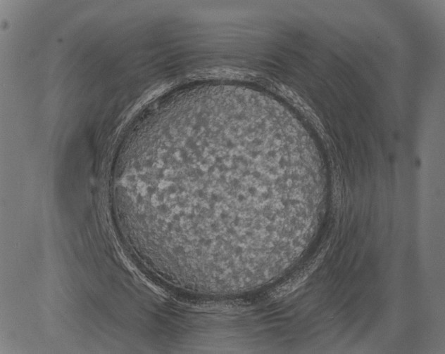 X0000084530625200703091629