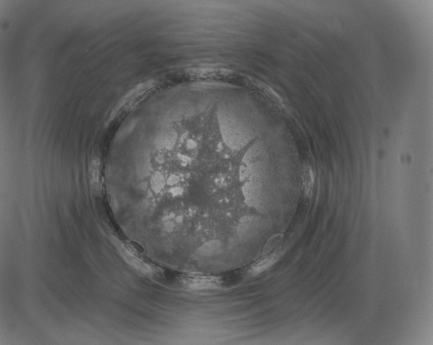 X0000084530670200703091629