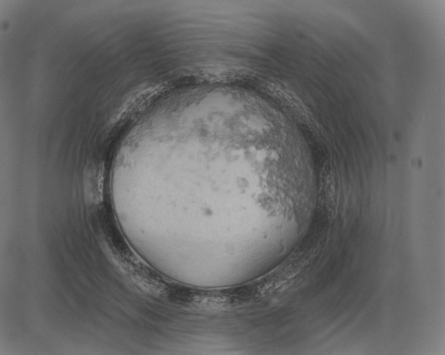 X0000084530694200703091628