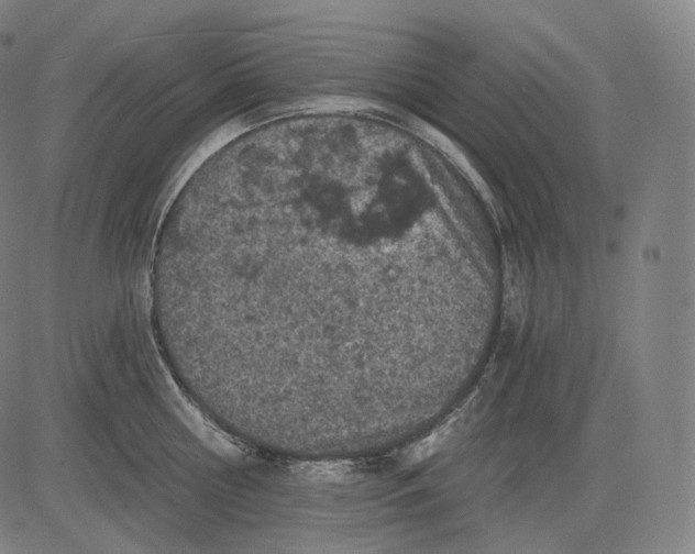 X0000084530810200703091626