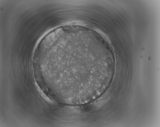 X0000084530816200703091626