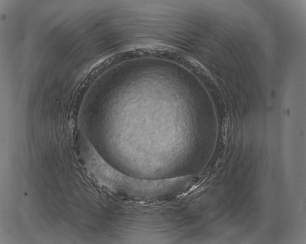 X0000084530822200703091625