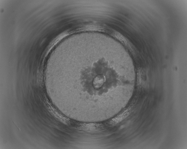 X0000084530828200703091626