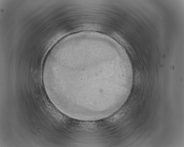 X0000084530836200703091626