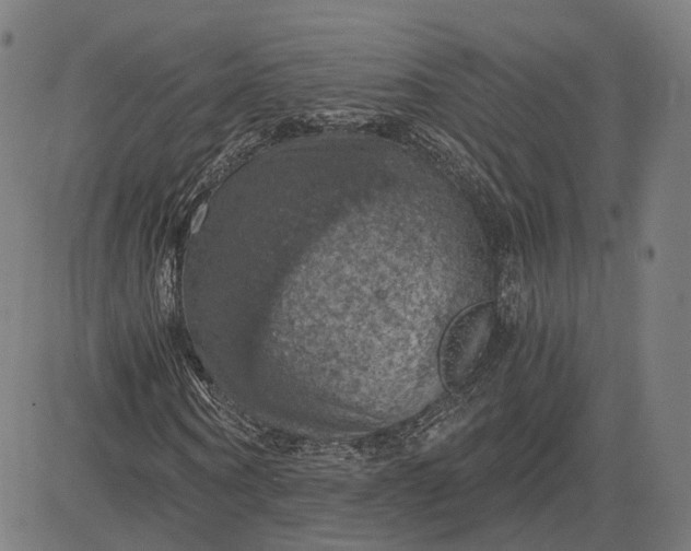 X0000084530866200703091625